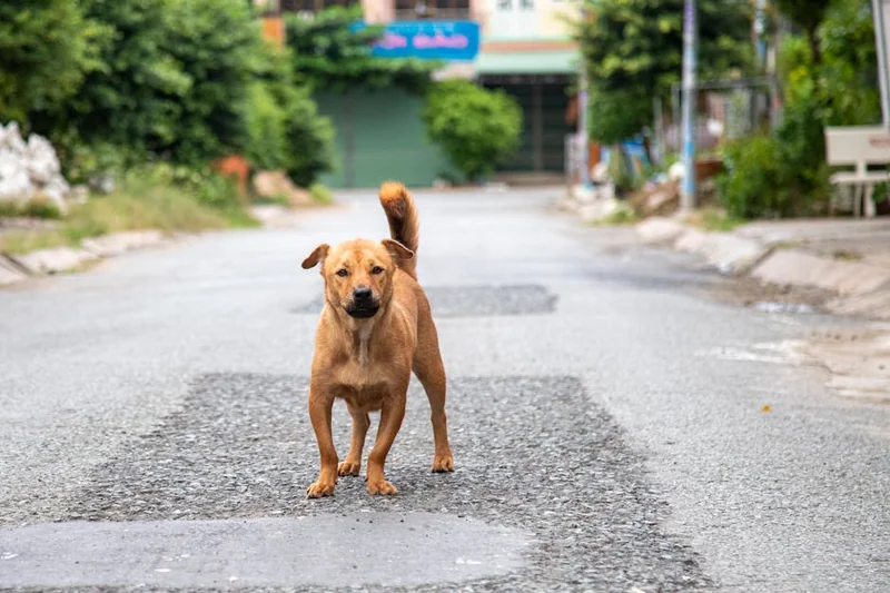 반려동물 돌봄/산책 대행 앱: 낯선 사람에게 우리 강아지를 맡겨도 될까? (펫시터 검증 시스템 확인 및 CCTV 필수)