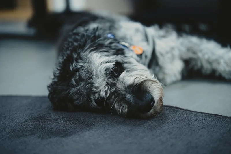 반려동물 돌봄/산책 대행 앱: 낯선 사람에게 우리 강아지를 맡겨도 될까? (펫시터 검증 시스템 확인 및 CCTV 필수)